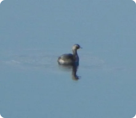 Grebes