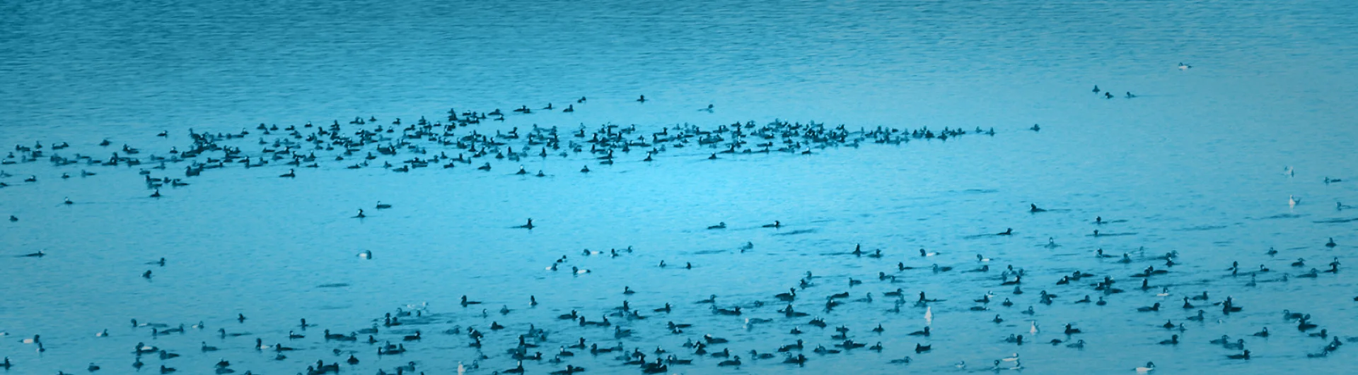 Surf Scoters