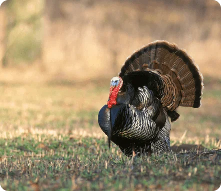 Wild Turkeys