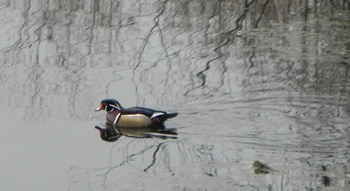 Wood Ducks