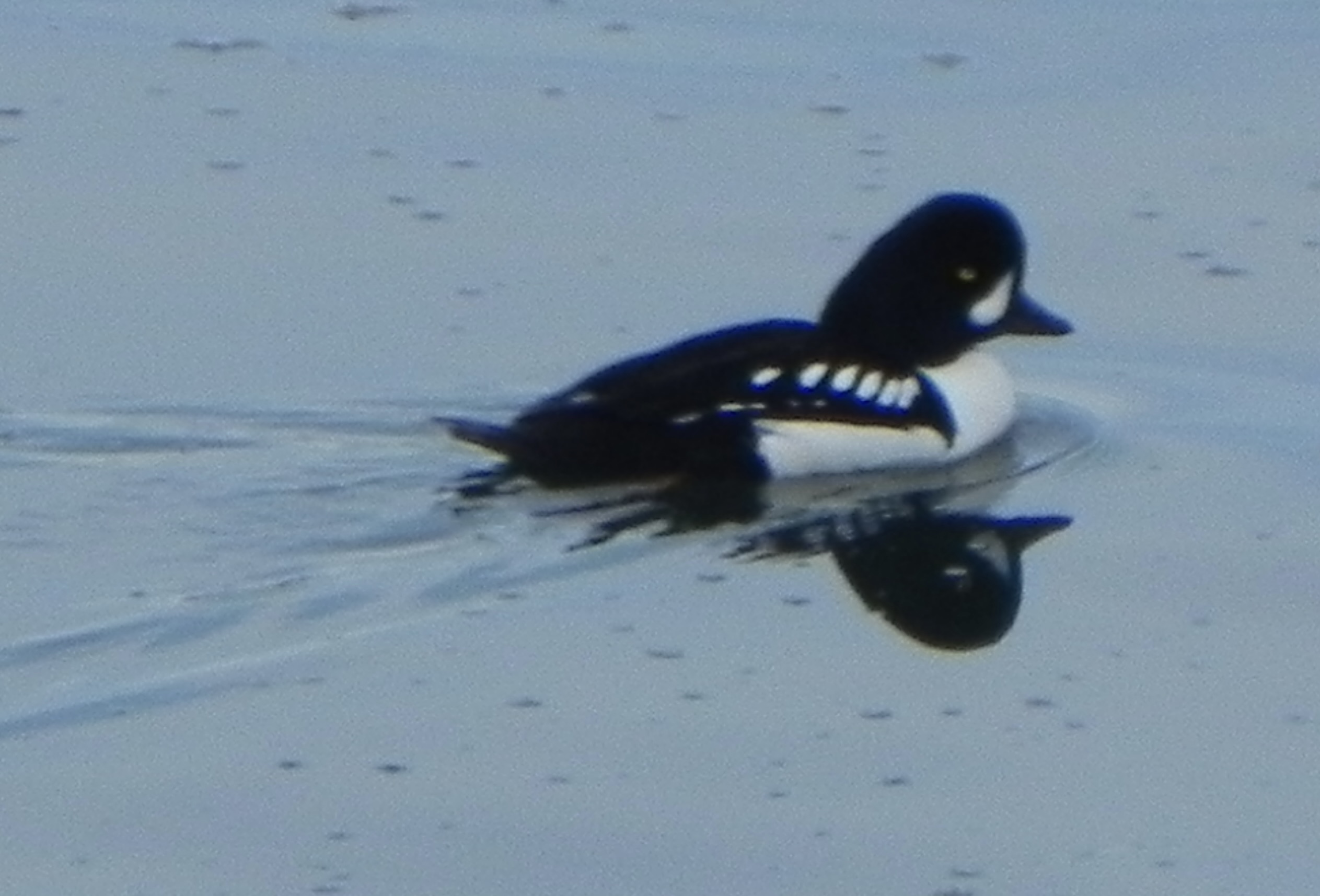 Barrows Goldeneye