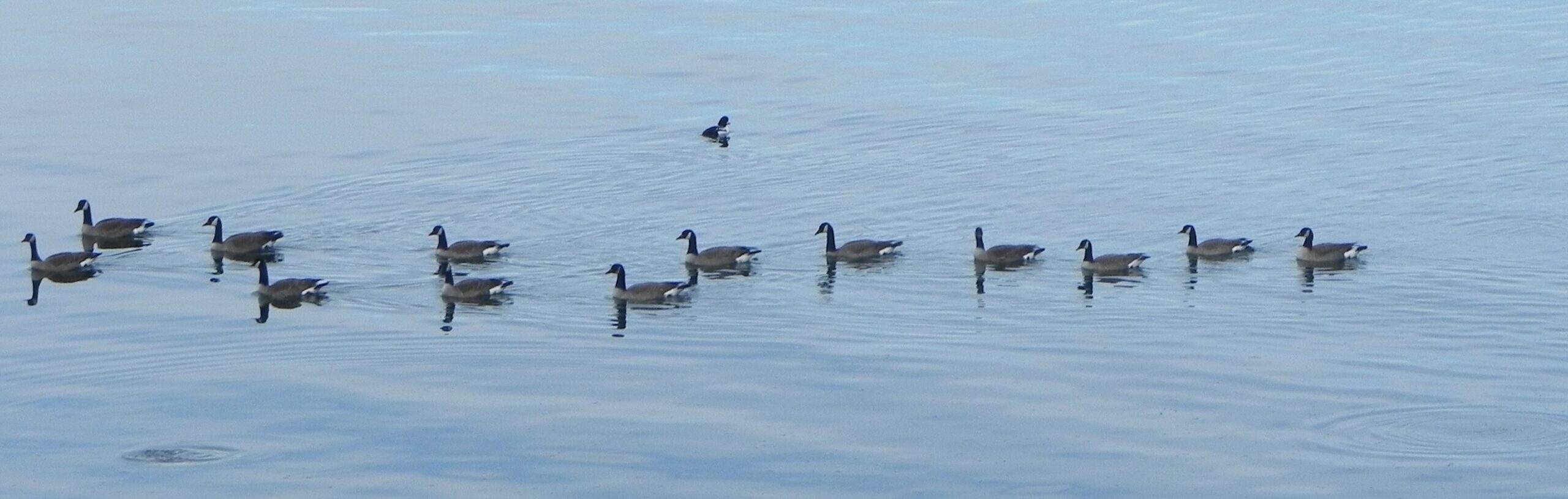 Canadian Geese
