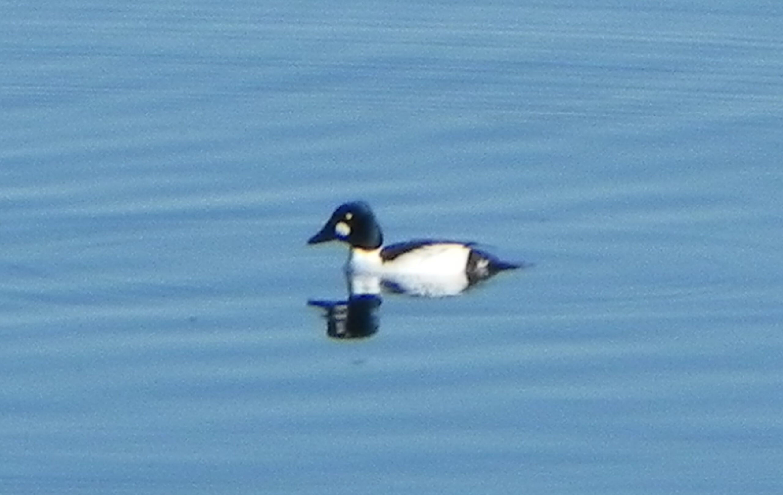 Common Goldeneye
