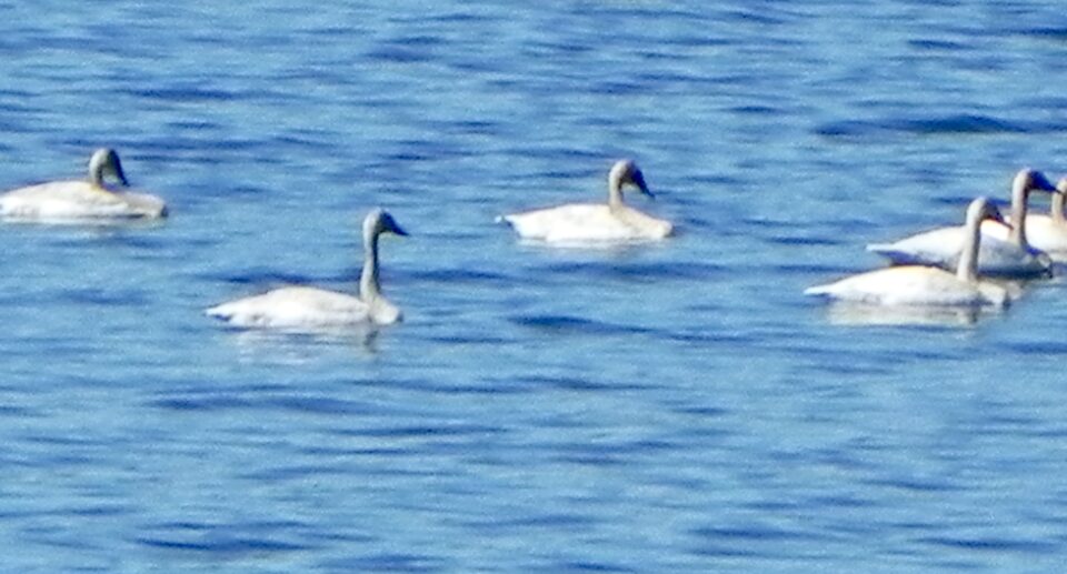Trumpeter Swans Passed By