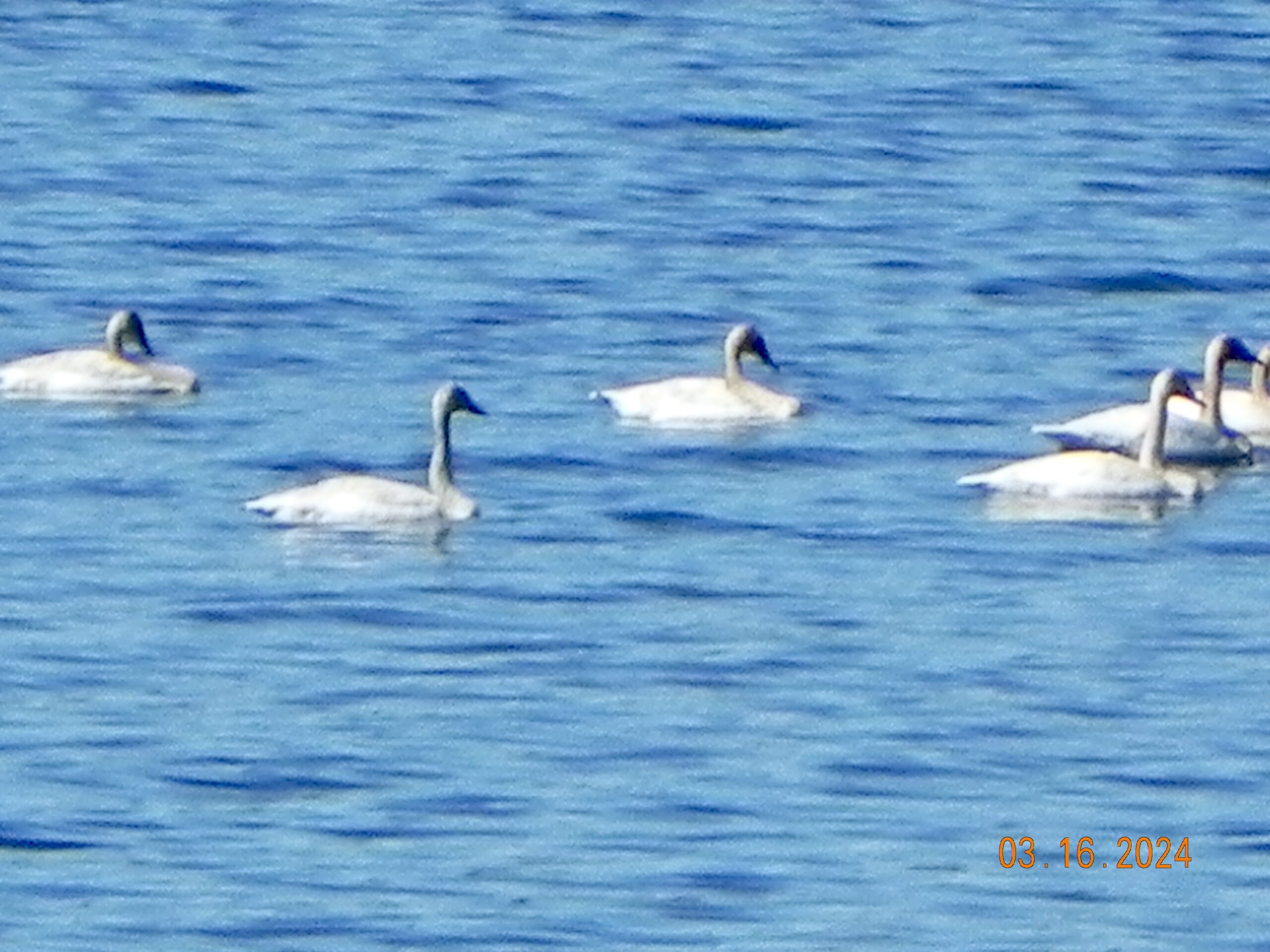 Trumpeter Swans Passed By