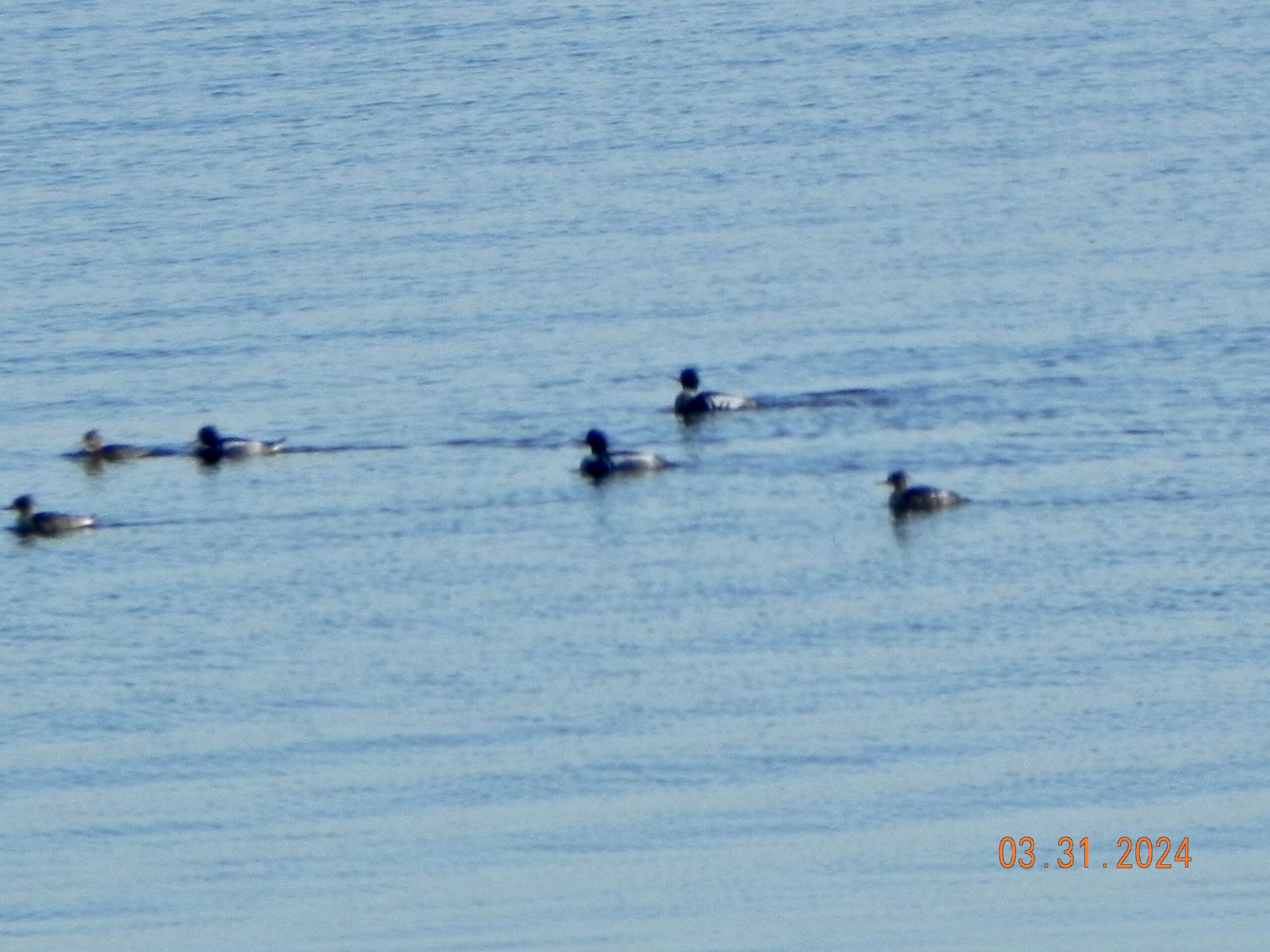 Red Breasted Mergansers