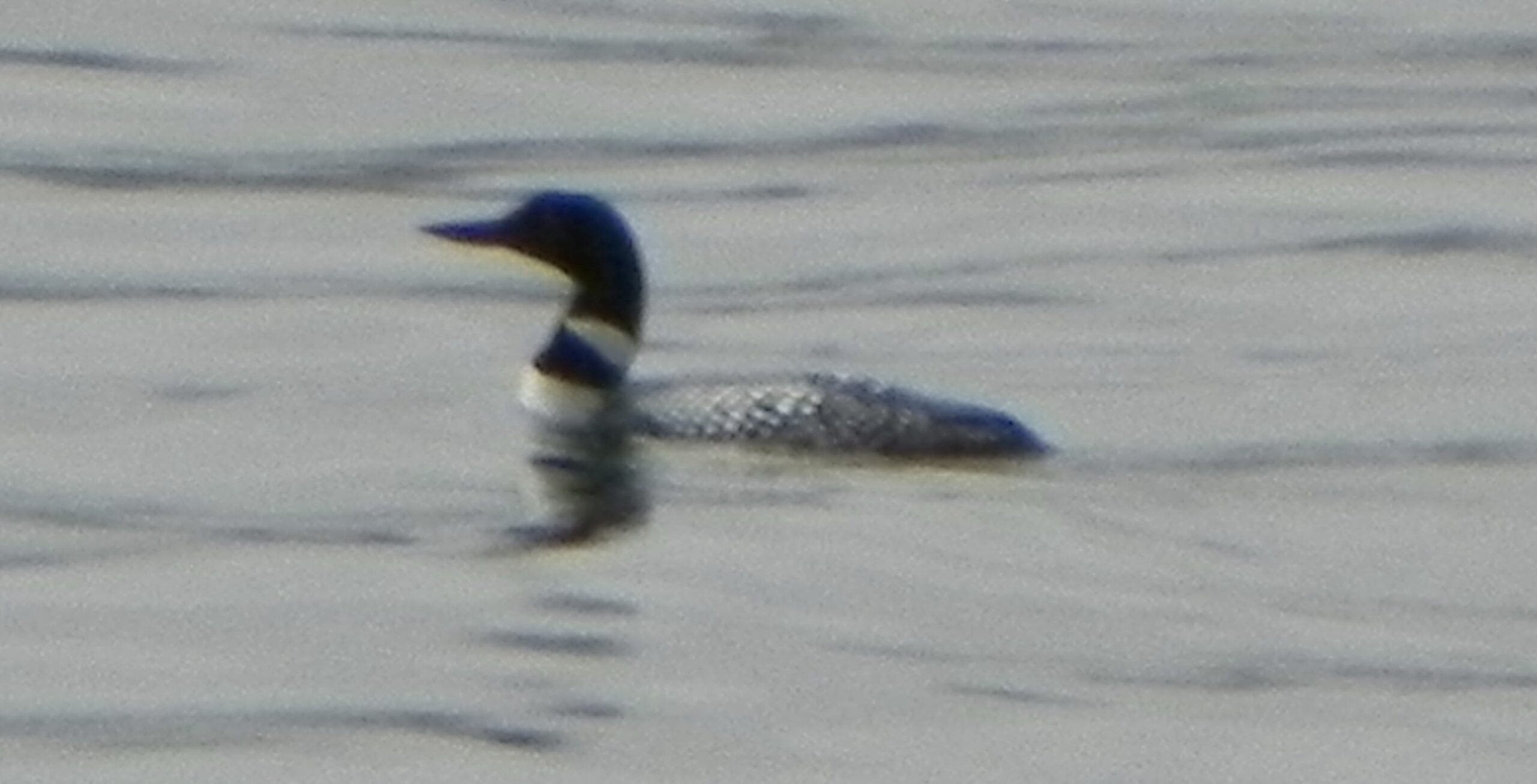 Loons are back!