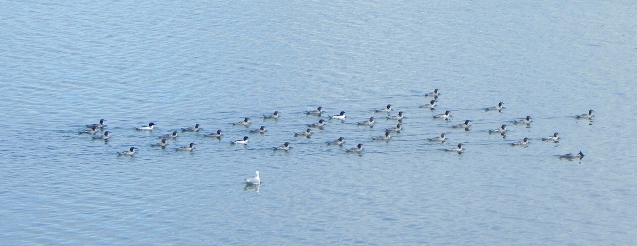 Merganser Parade