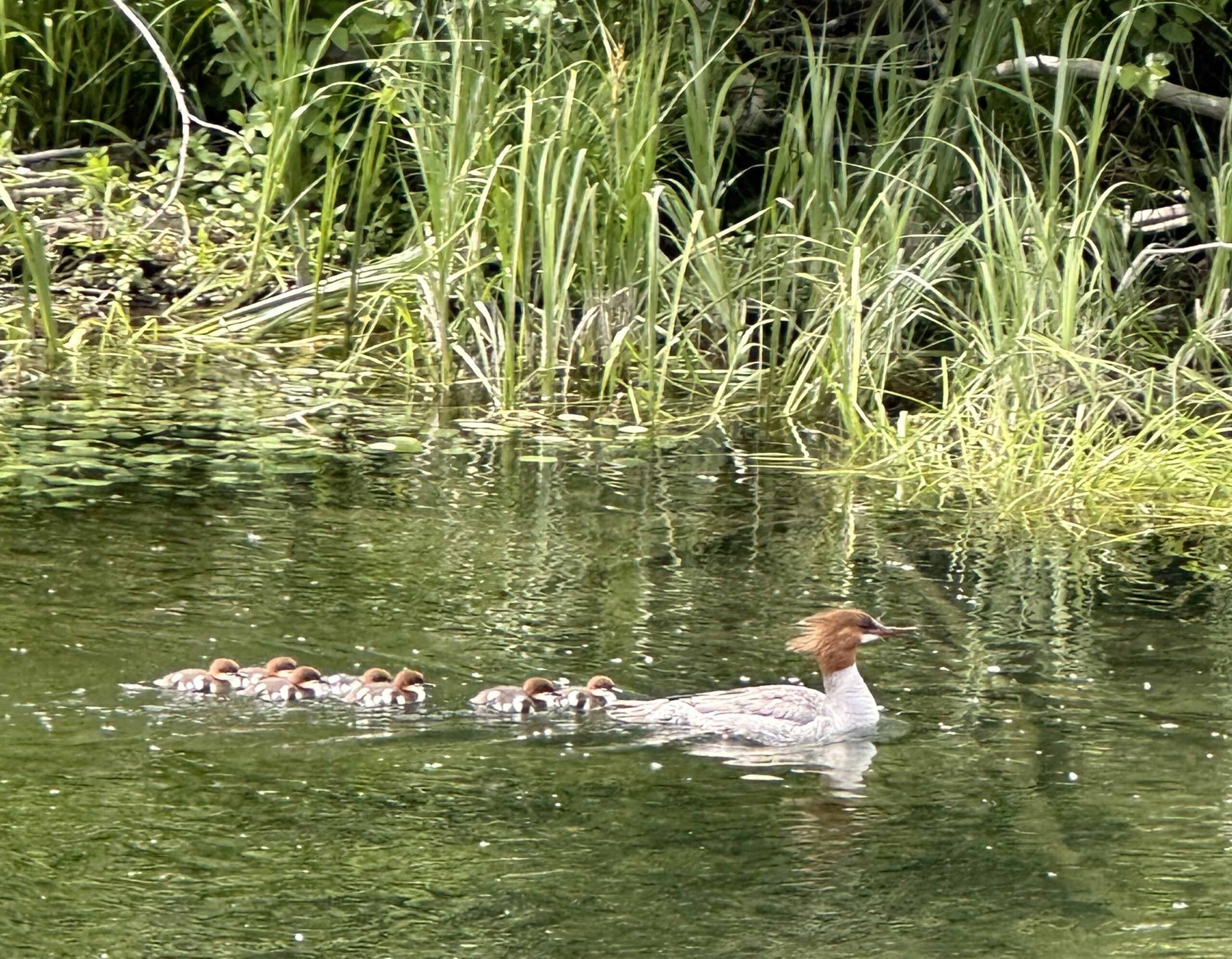 Common Merganser Family