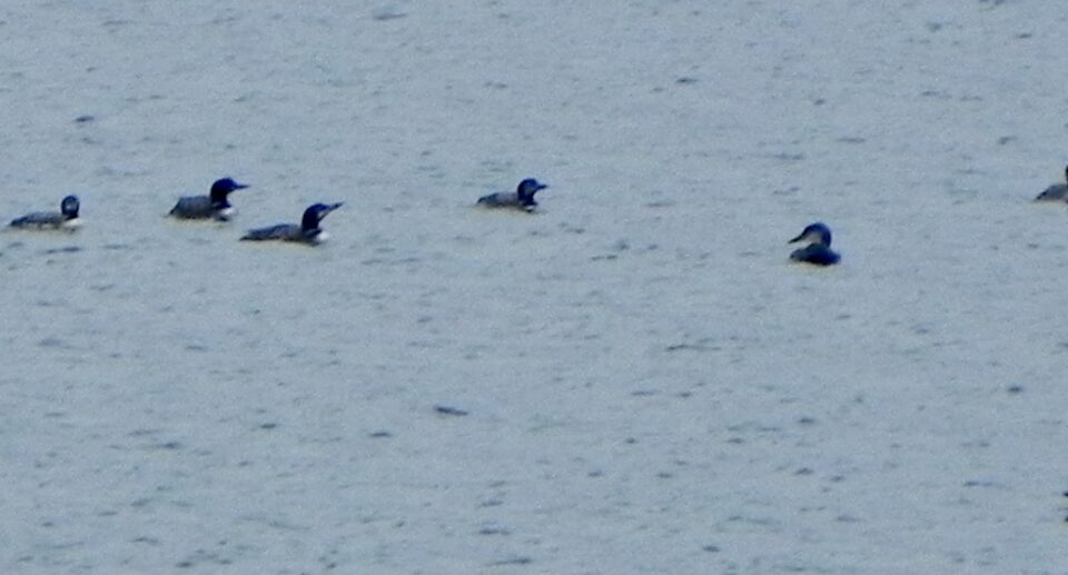 Loons, Lots of Loons