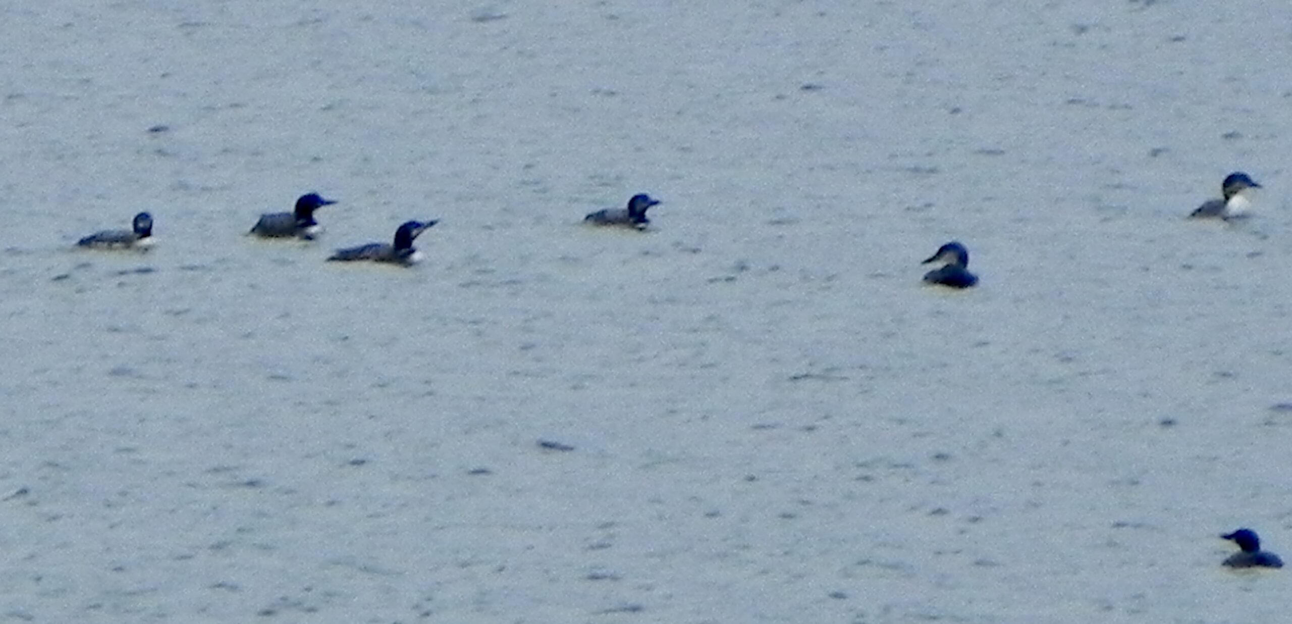 Loons, Lots of Loons