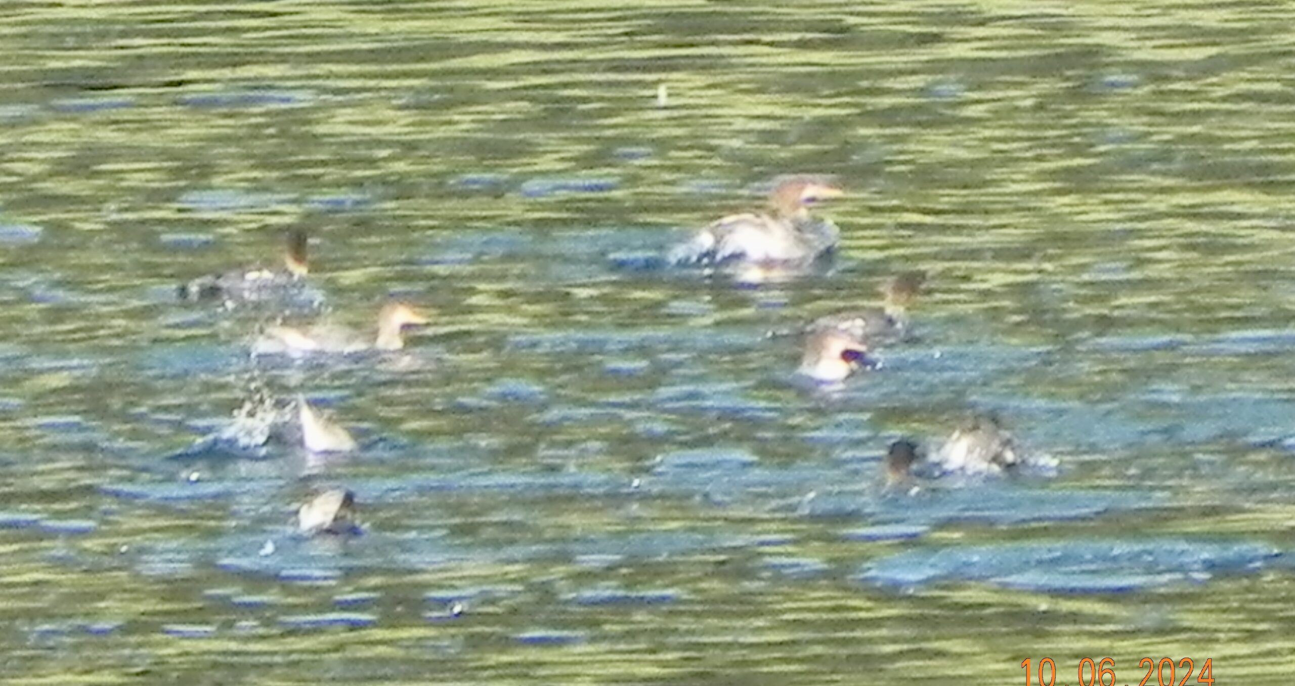 Mergansers are right on schedule