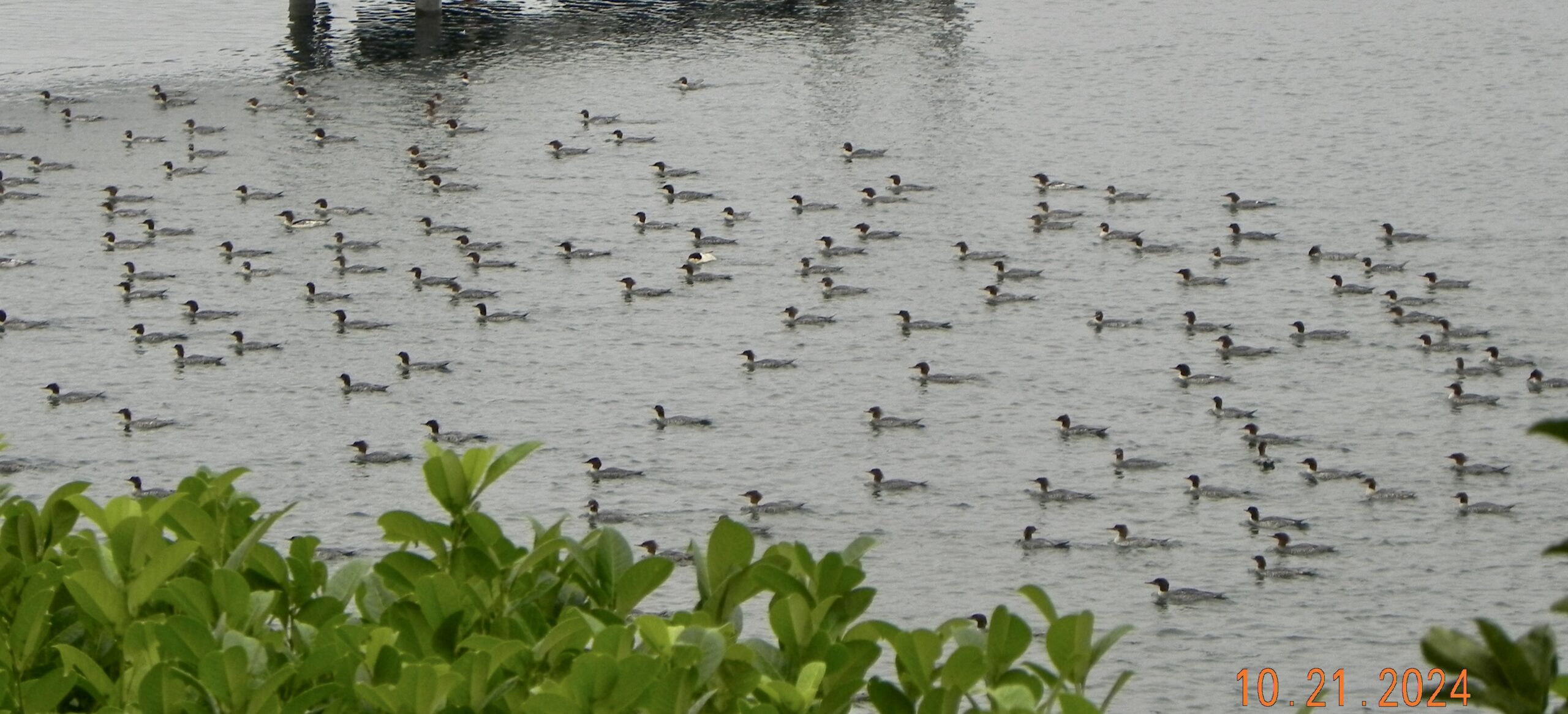 Lots of ducks