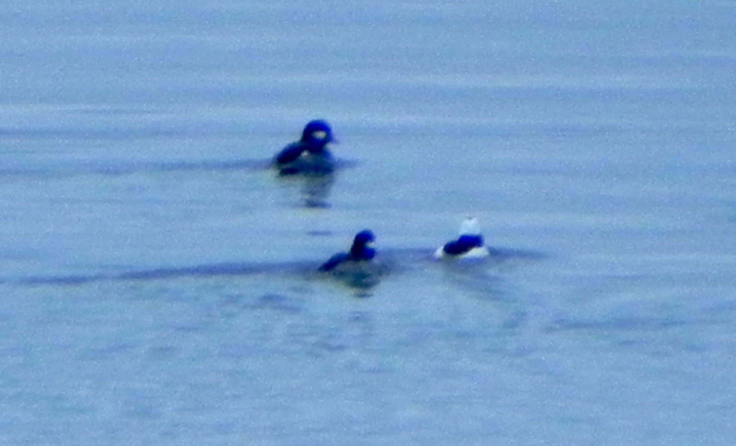 Buffleheads have arrived