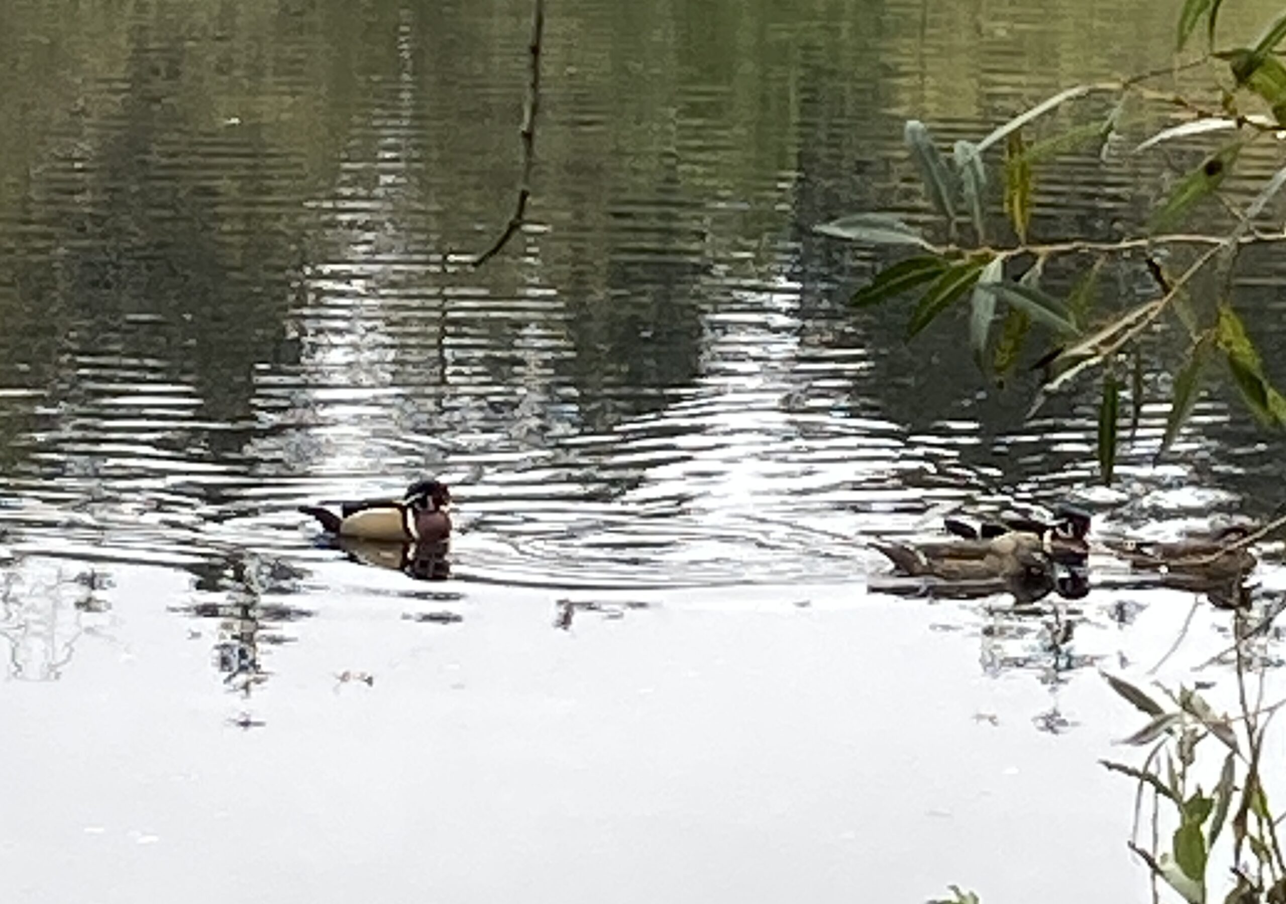 Wood Ducks