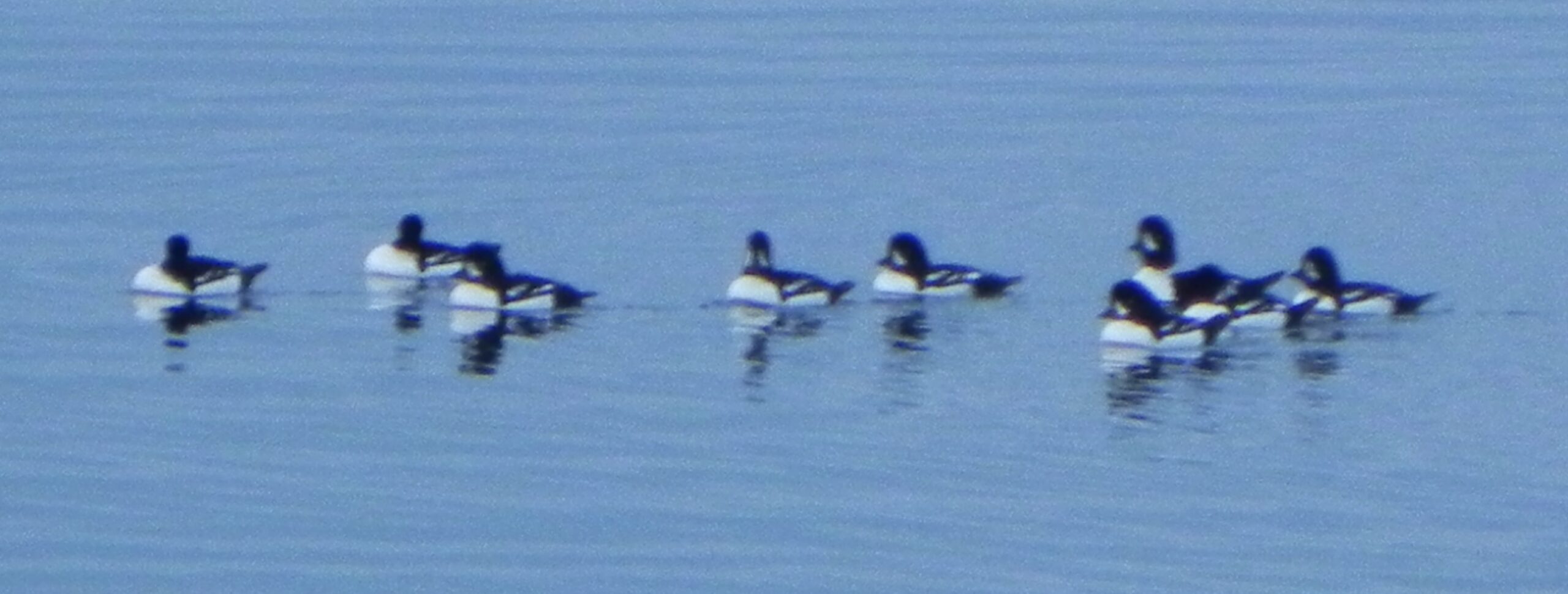 Goldeneyes