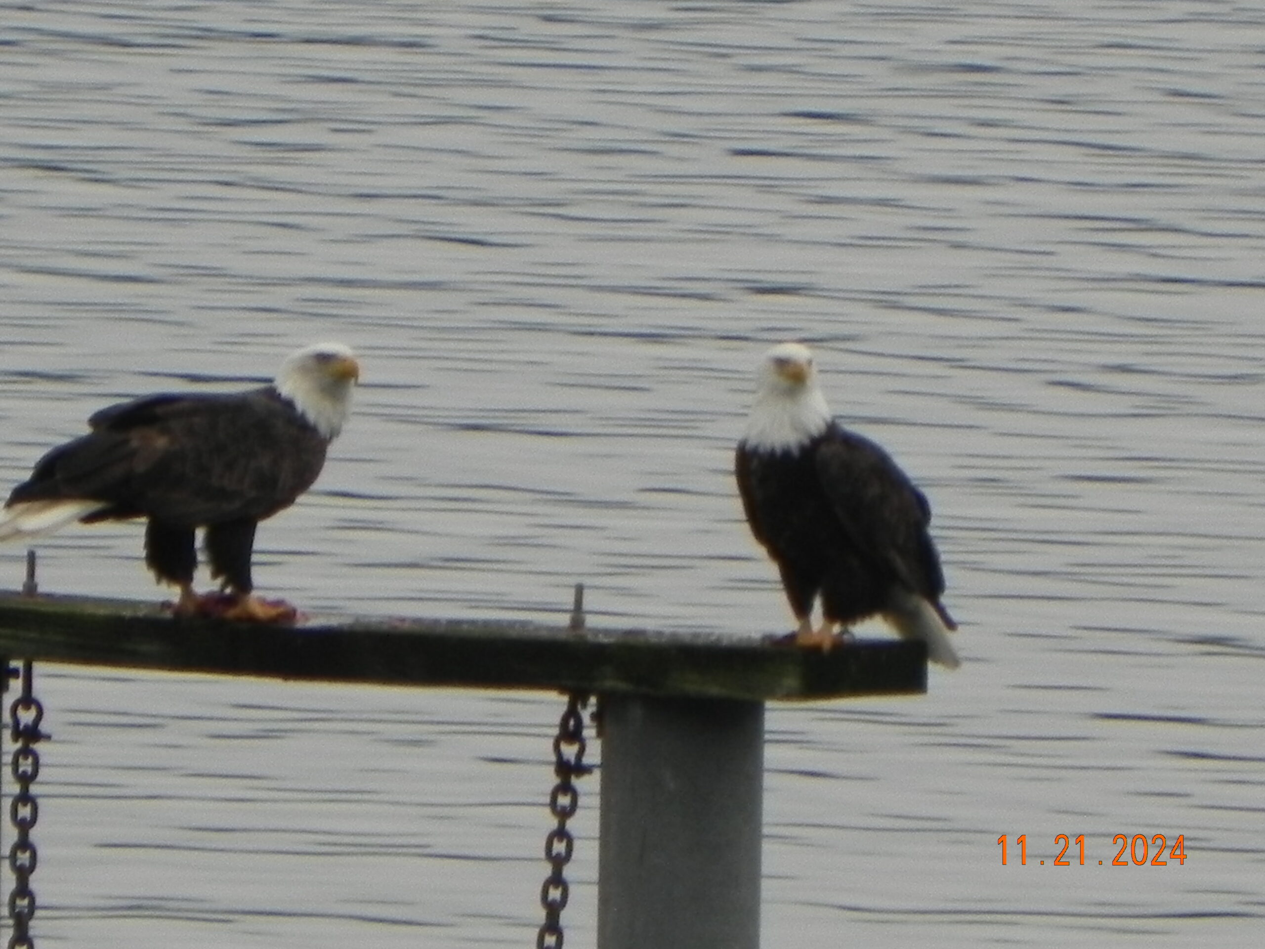 Bald Eagles