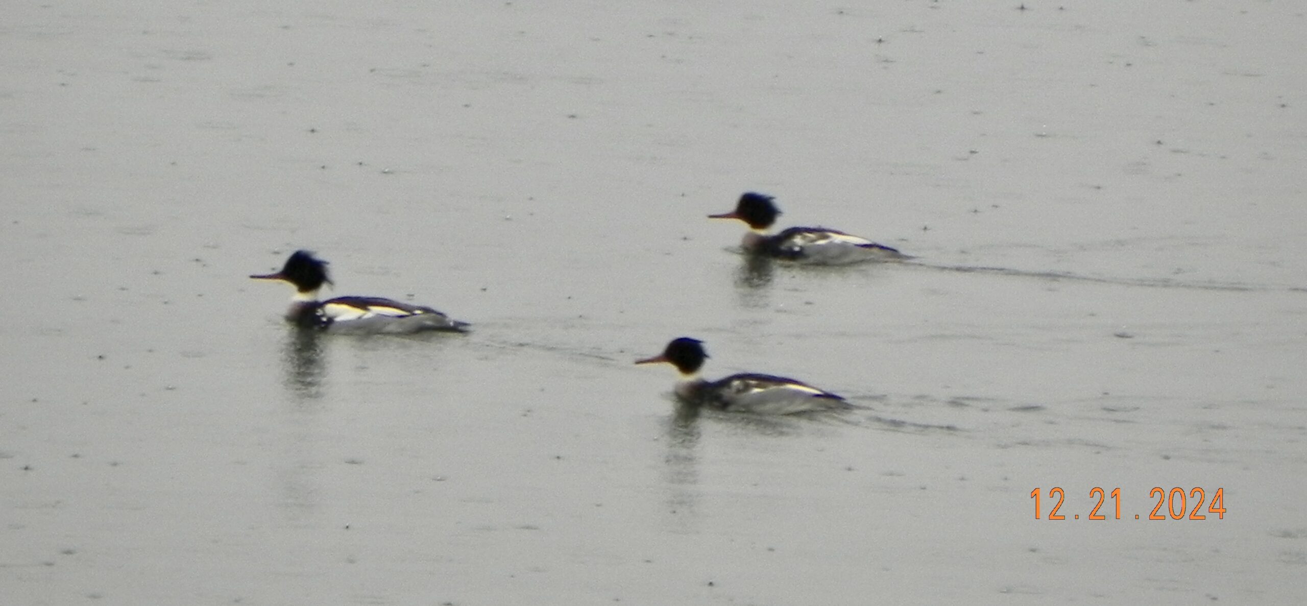 Beautiful Mergansers