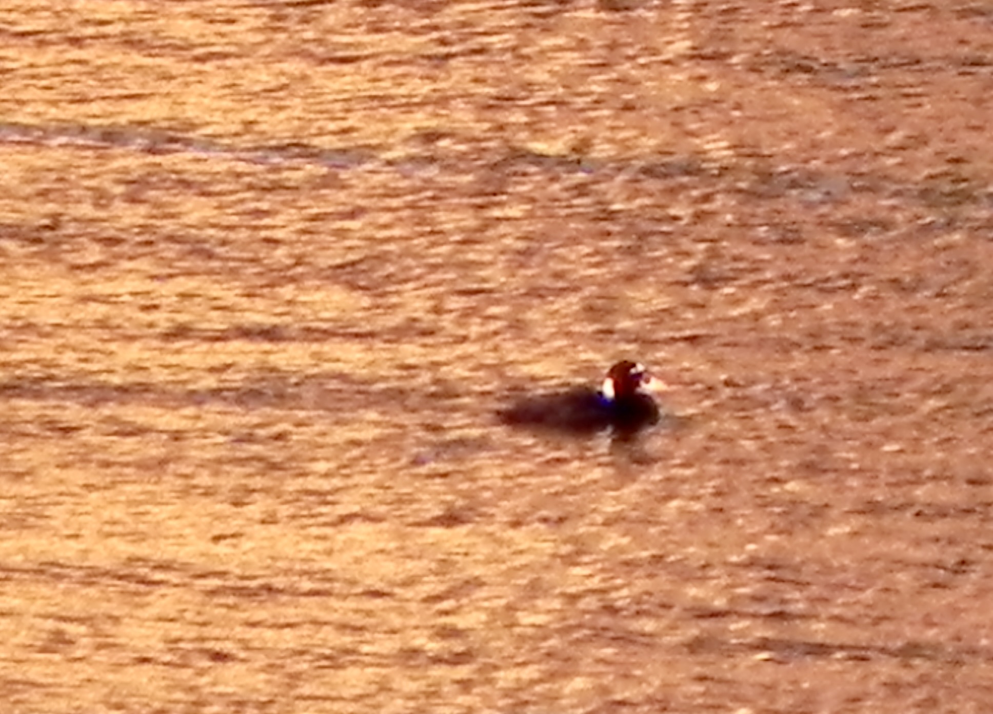 More Surf Scoters
