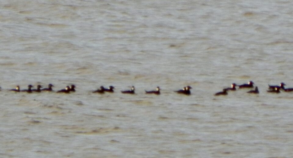 Surf Scoters