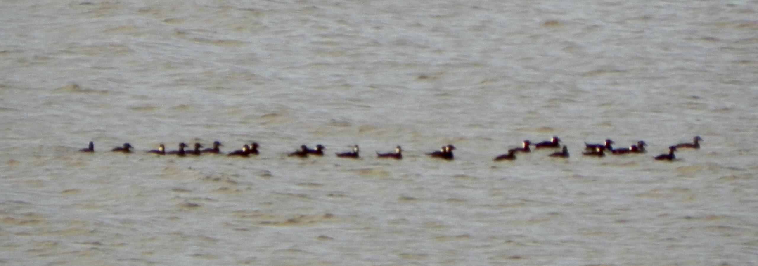 Surf Scoters