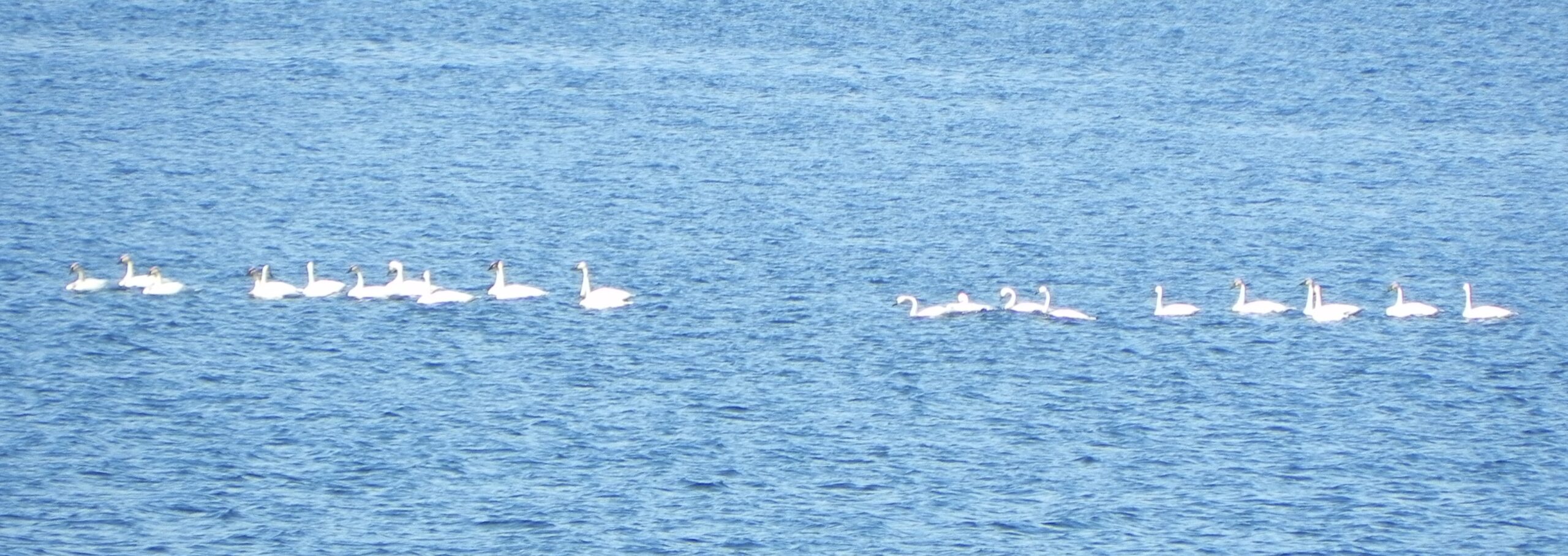 Trumpeter Swans