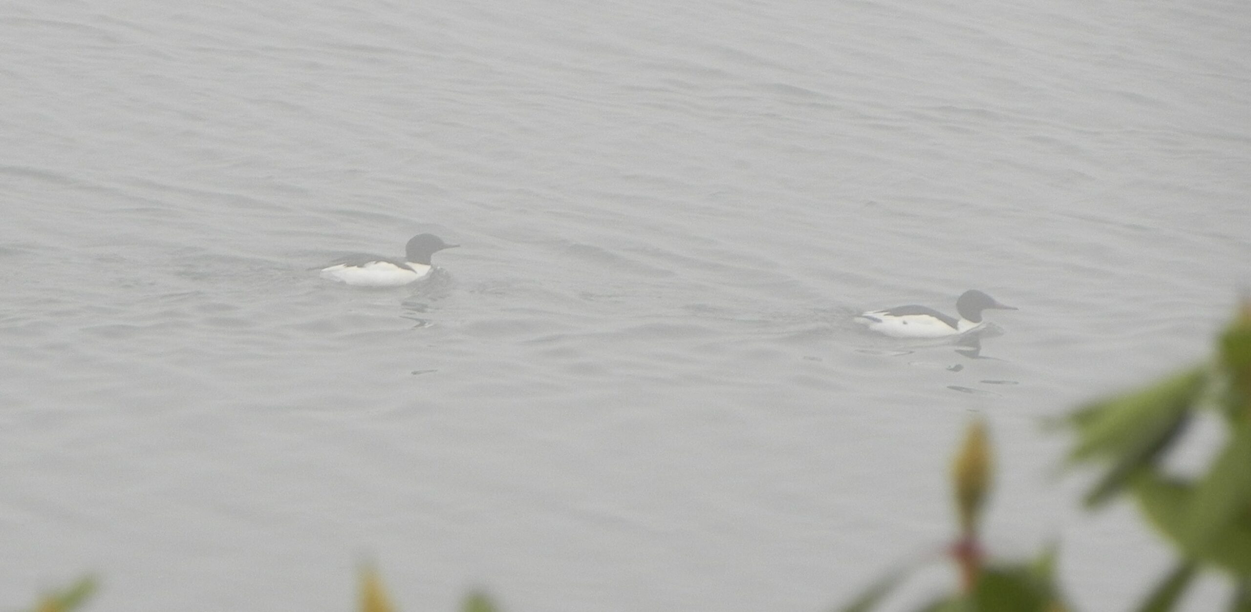 Common Merganser Parade