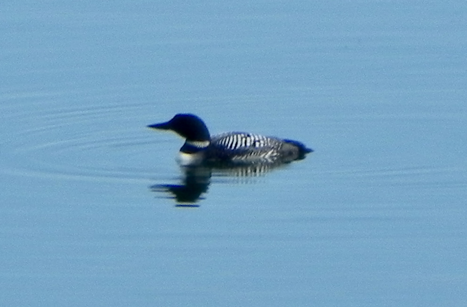 Loons