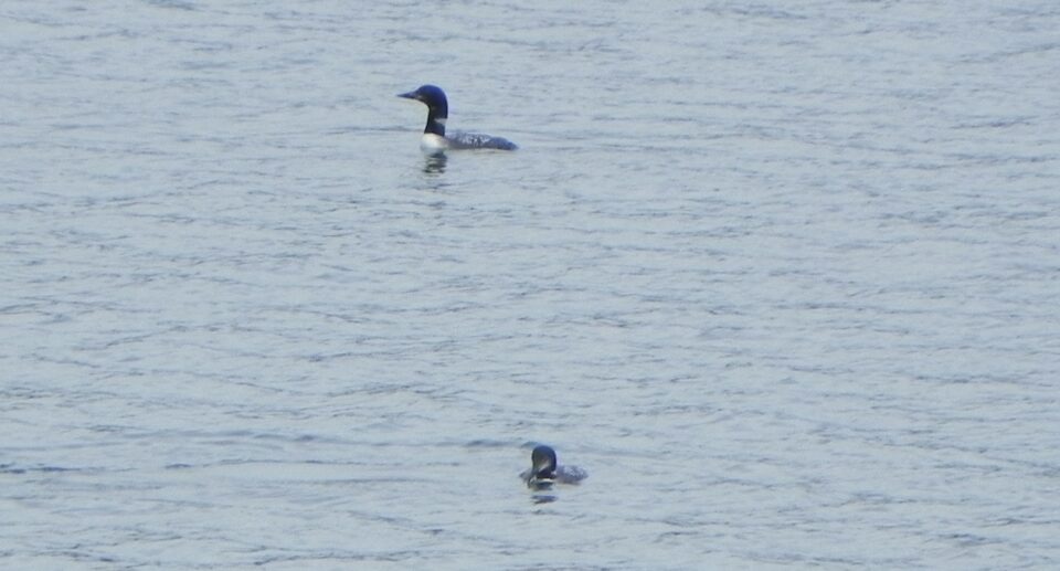 Today the Loons Arrived